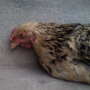 This is my hen, i raised her with a lot of struggle, but now she die.