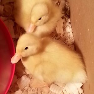 goof & daisy when we first got them