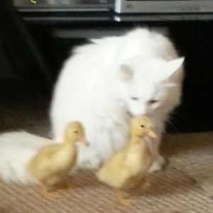 precious playing surrogate mother