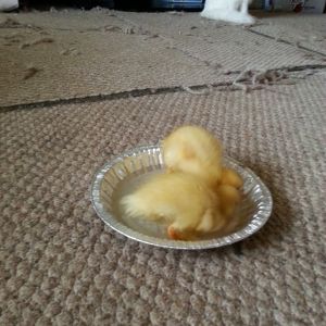 having fun in pie pan