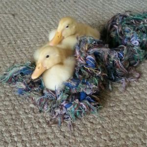 cuddled up on dog rope toy