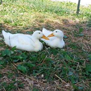 sitting ducks