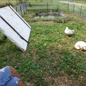their pond