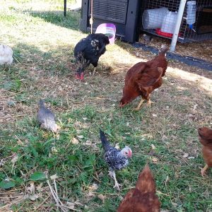rest of chickens plus mean lil bantams