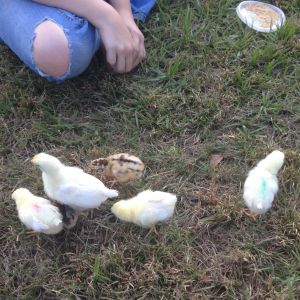 Playing in the yard.