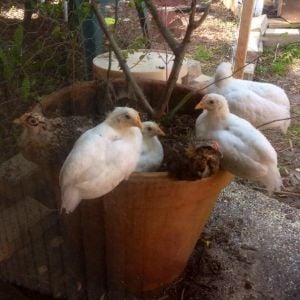 They love roosting in my rose planter.