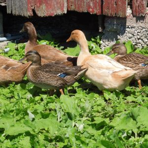 Part of my flock of 9 ducks