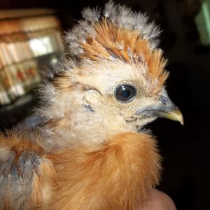 5 wk old "Sid" My second breed....Silkies! 
First love are Cochins.