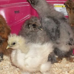 5 Silkies and a Cochin.