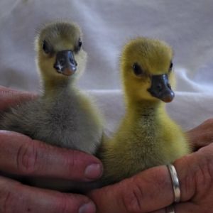 First day home 6/27/15
3 days old
(Lucy left, Gary right)