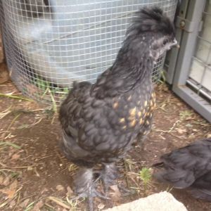 Doodle has these gorgeous golden feathers on the chest and some on the wings now  :)