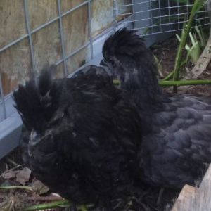 This is Dumpling with Doodle behind him/her.  Dumpling is mostly all dark colored now, but still has a bit of a lighter chin.  :)