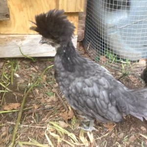 Puff - I'm pretty sure this one is full Polish Crested since s/he has 4 toes and light colored skin and this AMAZING crest.