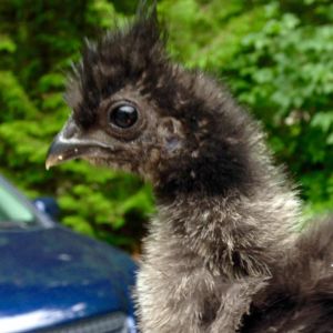 Raven