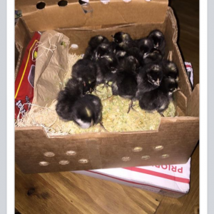 3-days old. We ordered them from Cackle Hatchery as a sexed flock. We ordered 14 hens, and 3 roosters!