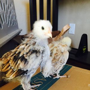 little cockerel at 3.5 weeks.
