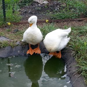 duckers