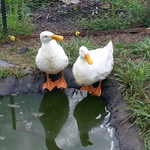 crazy quackers