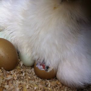 #3 chick is hatching