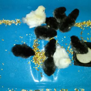 8 Jersey Giants @ 4days old and 2 Silkie Bantams(age unknown).