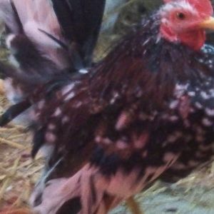 Jack head roo in our coop..he helped raise sam & thunder