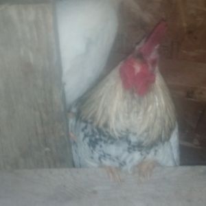 This is what you see as soon as you enter the coop ..