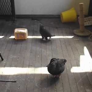 When we adopted the feral cat Zenith, she promptly had kittens. Wist considered these to be His babies and played with them daily.