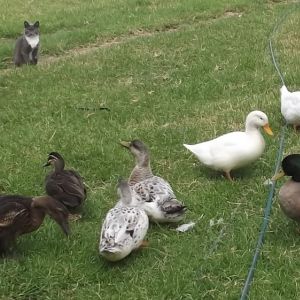 With most of the flock, and Shadow cat