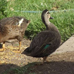 Showing off his classic 'Wist Walk' he had a twisted foot from when he was a duckling, so walked with his toes pointing in.