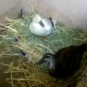 With Stormy. I tried for a few nights to make them mates and intended to pen them together this spring. After a couple of nights of complaints I switched Stormy to Varia. He was so happy.