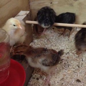the chicks roaming around the breeder box