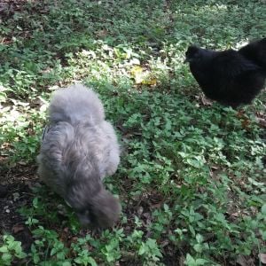 My Silkie girls! Penelope is the blue 2 yr old; Serendipity is the little black 6 mon old.