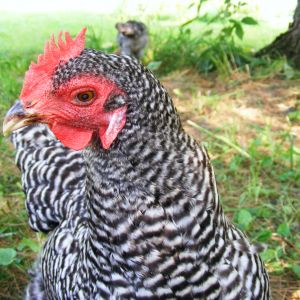 Henrietta - visually challenged Barred Rock