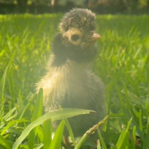 Silver Laced Polish (personal flock)