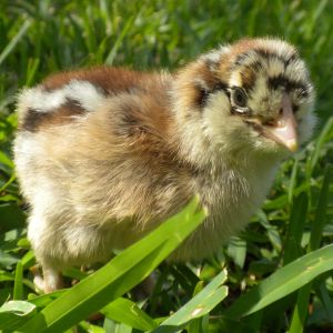 Silkie Roo over EE hen (purchased egg)