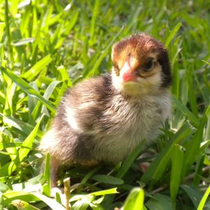 Gold Laced Bantam Cochin (purchased egg)