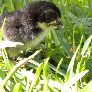 Black Bantam Cochin (purchased egg)