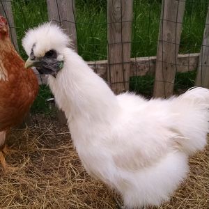 14 week old silkie named Moe, can't tell if boy or girl yet.