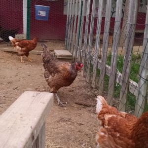 2 year old easter egger named Whatchamacallit, with RIR hens.