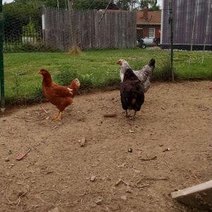 The white,black easter egger hen is called Candy corn.  the chocolate easter egger is named Hershey aka Drunk Mario.