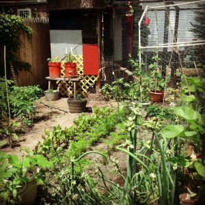 The garden and the coop