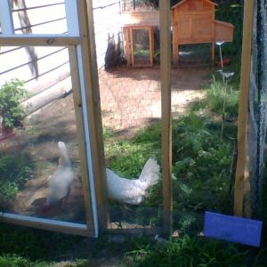 My 2 leg horn hens Maggie and Lucia.