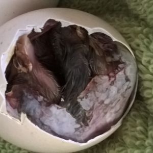 Hatching chuck