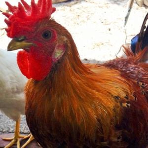 Jaggie, our Sicilian Buttercup rooster.