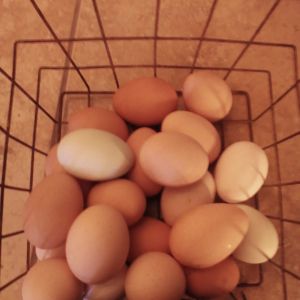 Basket of beautiful eggs!