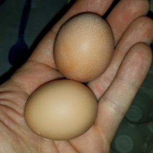 Our first eggs.  Chickens are about 5 months old.