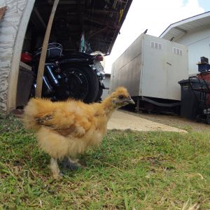 Jesus, our silkie bantam rooster, looking for bugs