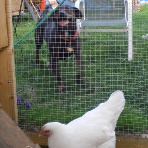 Phoebe wants to play with the chickens
