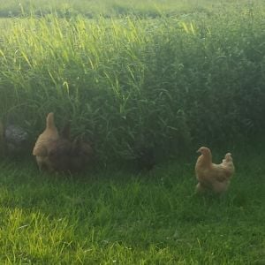 Free ranging is the best:)
