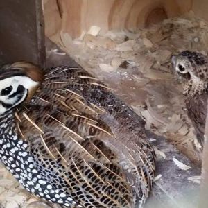 Meaens quail  pairs available this fall call Joe at 216 392 2381